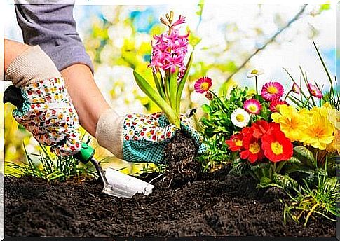 beer helps strengthen the plants in the house