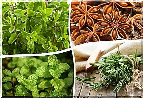 Infusions for sciatica pain: marjoram and anise