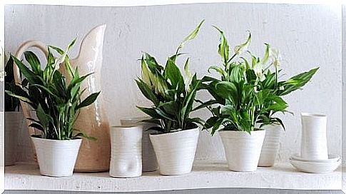 take care of indoor plants 