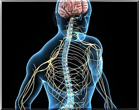 choline and nervous system