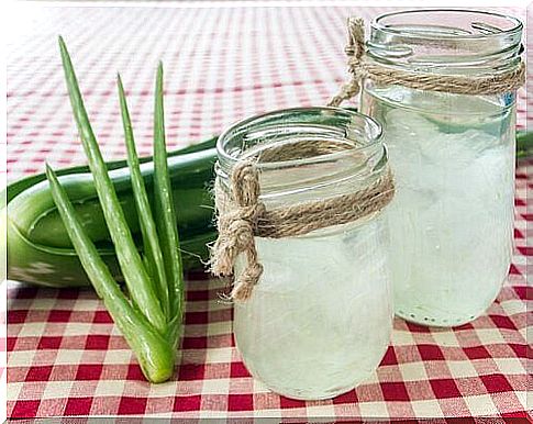 Tips for growing aloe vera at home