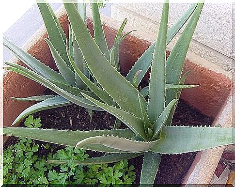 aloe vera in a pot