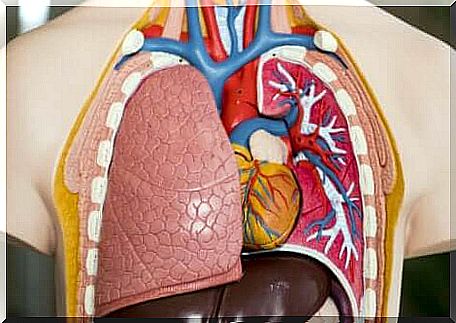 Diagram of the lungs. 