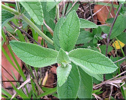 a solution to have a flat stomach: sage