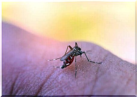 The aedes mosquito.