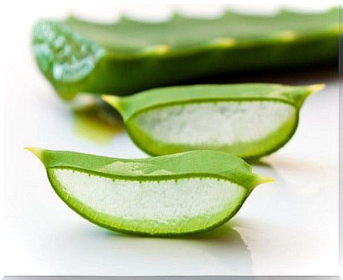 aloe vera